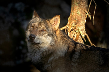 Wolf (Canis lupus) stay on the rock. Calm wolf has a rest on the rock. Hidden predator in the forest