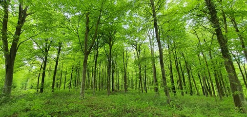 Lush green English forest in summer