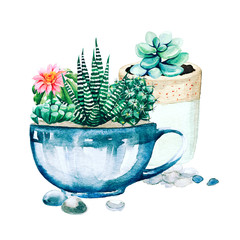 Composition of potted cactus plants and succulents © nurofina