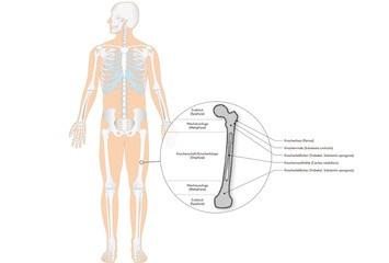 Anatomie - Skelett - Knochen - Röhrenknochen (deutsche Beschriftung)
