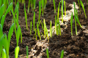 Young green plant grows in the soil. Fresh green grass. Close up.