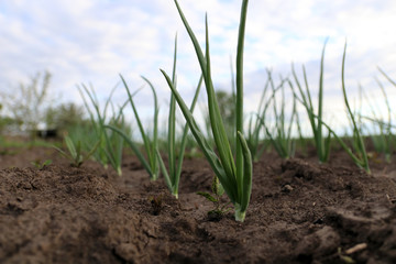 Row of green onion on the  field. Growing onions.