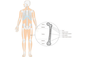 Anatomie - Skelett - Knochen - Röhrenknochen (lateinische Beschriftunge Beschriftung)