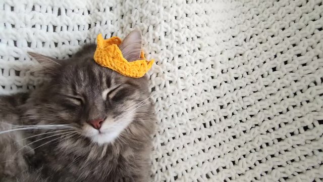 Beautiful adult grey cat sleeping in yellow knitted crown on hand made plaid close up,domestic furry cat during lockdown 