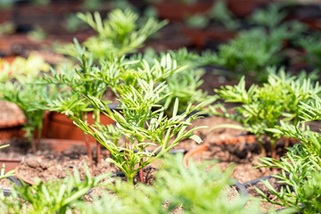 small seedling in a greenhouse in the spring