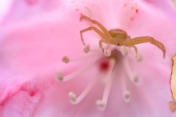 蜘蛛とシャクナゲの花