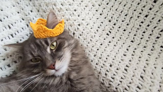 Beautiful big adult grey cat with yellow eyes laying and thinking in yellow knitted crown on hand made plaid close up,domestic furry cat resting during lockdown 