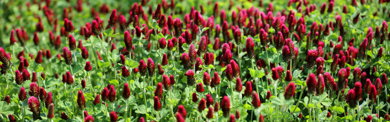 バナーサイズに切り抜いクリムソンクローバー