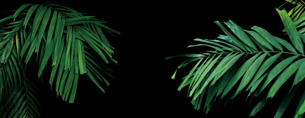 Rainforest palm leaves tropical foliage plant on black background, ornamental palm trees in...