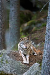 Wolf (Canis lupus) stay on the rock. Calm wolf has a rest on the rock. Hidden predator in the forest