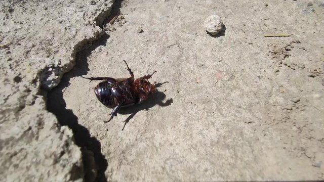 Big black beetle inverted on the ground and moving paws,insect Geotrupidae laying on back close up in sun beams trying to overturn