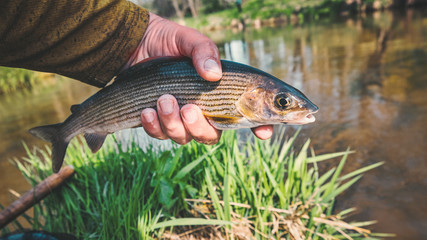 Beautiful grayling caught while fly fishing.