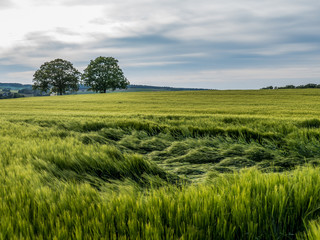 Niedergedrücktes Gerstenfeld