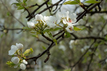 Obraz premium Beautiful pear tree branch with white blooming flowers close up, floral postcard, spring sunny day image, european garden in the morning, photo for printing on calendar,cover,wallpaper
