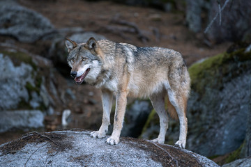 Naklejka na ściany i meble Wolf (Canis lupus) stay on the rock. Calm wolf has a rest on the rock. Hidden predator in the forest