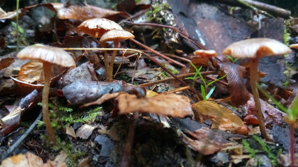 mushrooms in the forest