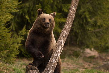 Powerful Carpathian Brown Bear vertical portrait while standing.