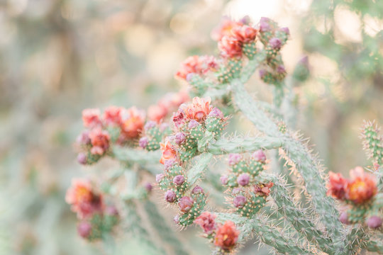 red flowers on a cholla cactus