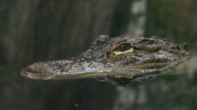 Alligator Swimming in the Swamp