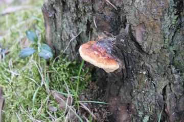 mushroom in the forest