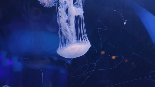 Jellyfish Swimming Under Water in Aquarium