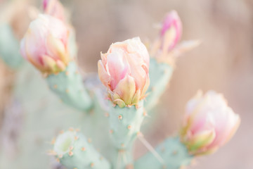 pink cactus flowers