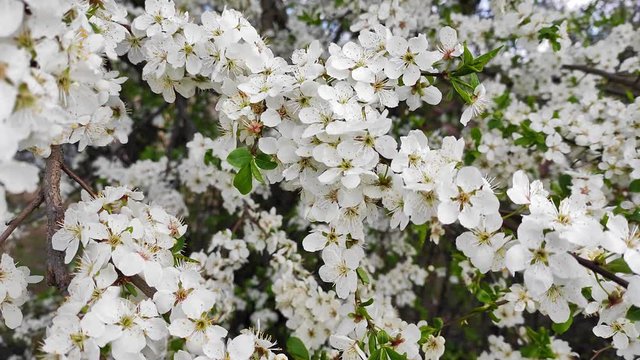 Blooming cherries in the spring in the wind pollinated by bees.