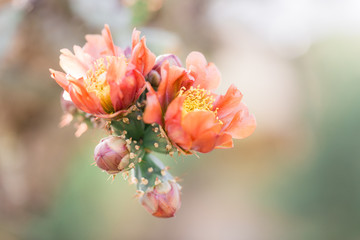 close up of a cactus flower