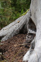 Des fournis rouges au pied d'un arbre