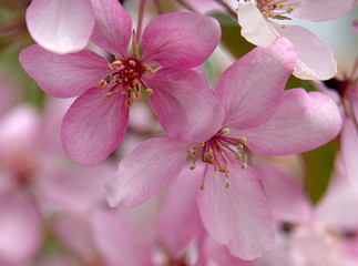 blooming apple tree