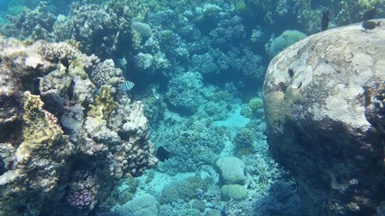 The amazing underwater world. Corals and their inhabitants. 
