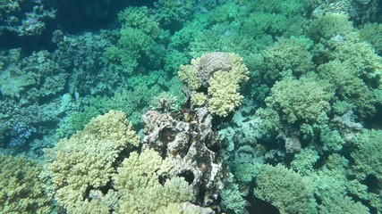 The amazing underwater world. Corals and their inhabitants. 