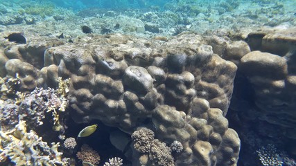 The amazing underwater world. Corals and their inhabitants. 