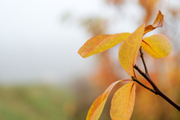 yellow autumn leaves