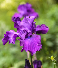 Iris germanica. Closeup of flower bearded iris 