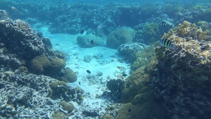 Fototapeta na wymiar The amazing underwater world. Corals and their inhabitants. 