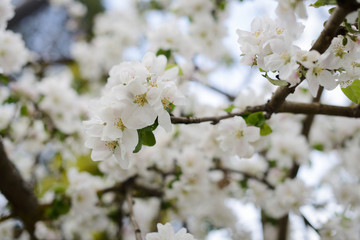 Obraz premium blooming Apple trees in spring