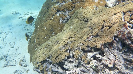 The amazing underwater world. Corals and their inhabitants. 