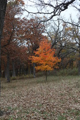 ONE SMALL FALL TREE IN COLOR IN THE FOREST, YELLOW, RED, 