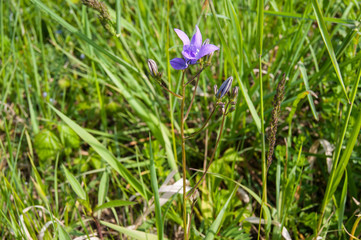 Campanula patula (Spreading Bellflower) violet flower on meadow
