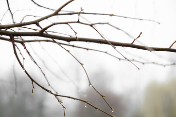 Fototapeta na wymiar Brown branches of a tree without leaves with rain drops in front of grey sky