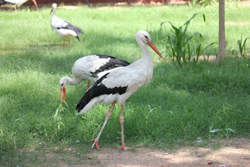 stork in the grass