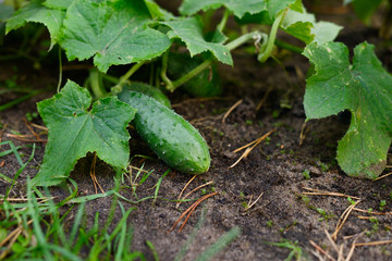 Obraz premium cucumber in the garden