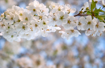 White buds of blossoming spring flowers on a branch, on a white blurred background