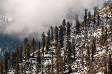 snow-covered mountain forest with fog in Himachal Pradesh India. pine trees on 35 degrees...