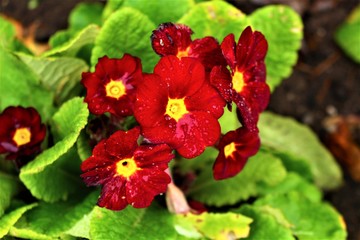 Primula
