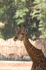 portrait of a giraffe
