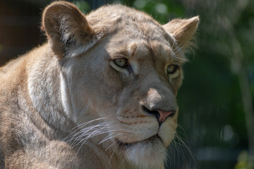 portrait of a lioness in the zoo
