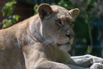 Obraz na płótnie Canvas portrait of a lioness in the zoo