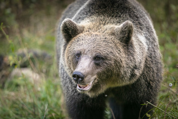 Fototapeta na wymiar Big brown bear close up portrait in natural habitat green forest 